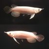 Platinum Arowana For Sale