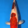 Aigoromo Koi 18.11 inch