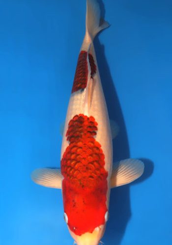 Aigoromo Koi 18.11 inch