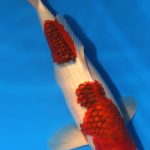 Alternative view of Aigoromo Koi 18.11 inch