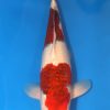 Aigoromo Koi 18.47 inch