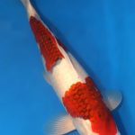 Alternative view of Aigoromo Koi 18.47 inch