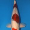 Aigoromo Koi 20.08 inch