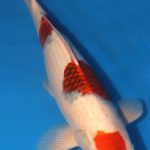 Alternative view of Aigoromo Koi 20.08 inch
