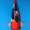 Aigoromo Koi Fish Aigoromo Koi Fish