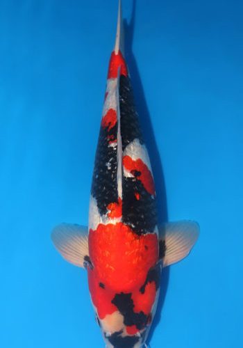 Aigoromo Koi Fish