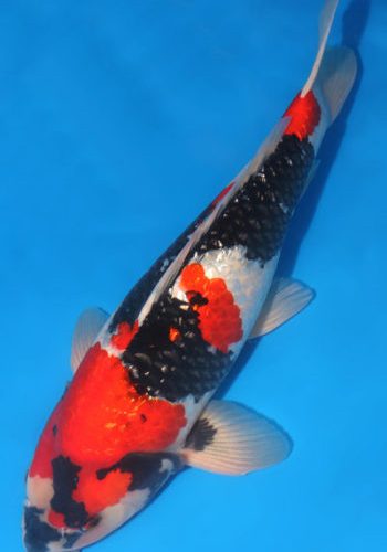 Aigoromo Koi Fish