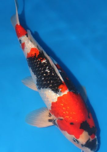 Alternative view of Aigoromo Koi Fish