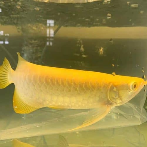 Albino Crossback Arowana