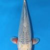 Asagi Koi 20.47 inch Asagi Koi 20.47 inch For Sale