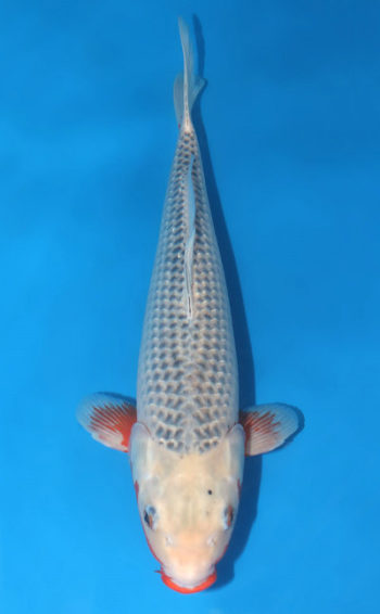 Asagi Koi 20.47 inch Asagi Koi 20.47 inch For Sale