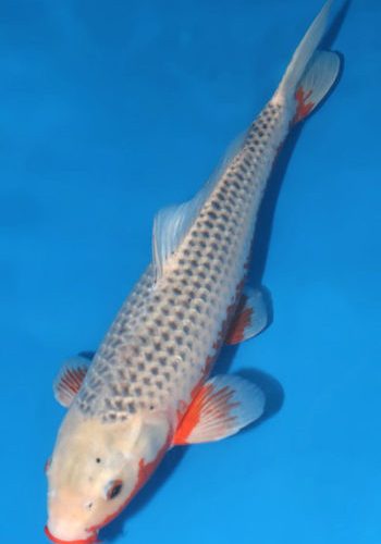 Asagi Koi 20.47 inch Asagi Koi 20.47 inch