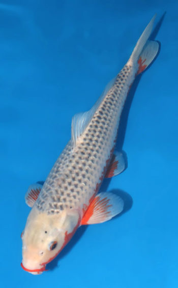 Asagi Koi 20.47 inch Asagi Koi 20.47 inch - Image 3