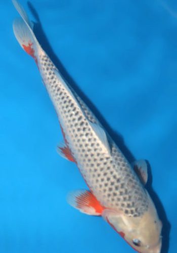 Alternative view of Asagi Koi 20.47 inch