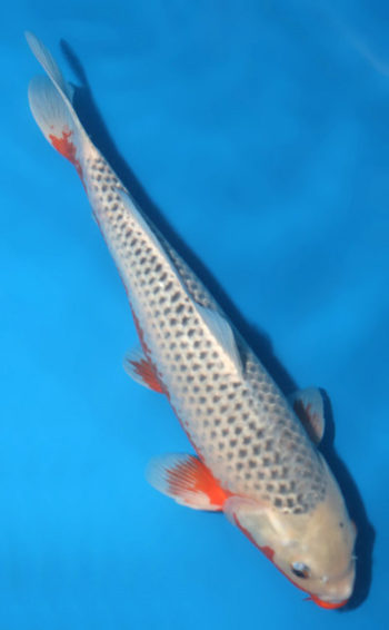 Asagi Koi 20.47 inch Asagi Koi 20.47 inch - Image 2