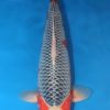 Asagi Koi 21.26 inch Asagi Koi 21.26 inch