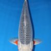 Asagi Koi 21.26 inch For Sale