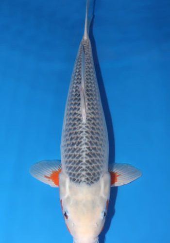 Asagi Koi 21.26 inch For Sale