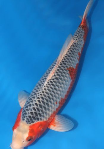 Asagi Koi 21.26 inch