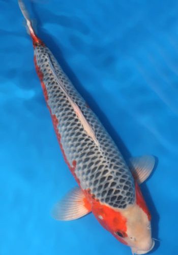 Alternative view of Asagi Koi 21.26 inch