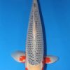 Asagi Koi 22.05 inch For Sale Asagi Koi 22.05 inch For Sale
