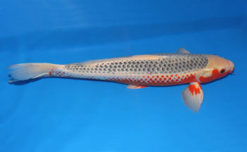 Alternative view of Asagi Koi 22.05 inch For Sale