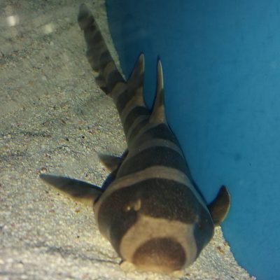 Banded Cat Shark for sale Banded Cat Shark for sale