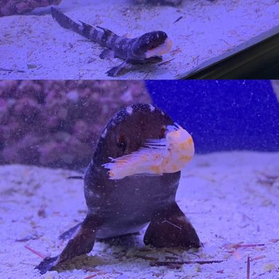 Banded Cat Shark for sale Banded Cat Shark for sale