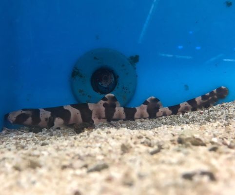 Banded Cat Shark for sale Banded Cat Shark for sale