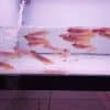 Banjar Red Arowana Fish For Sale In USA