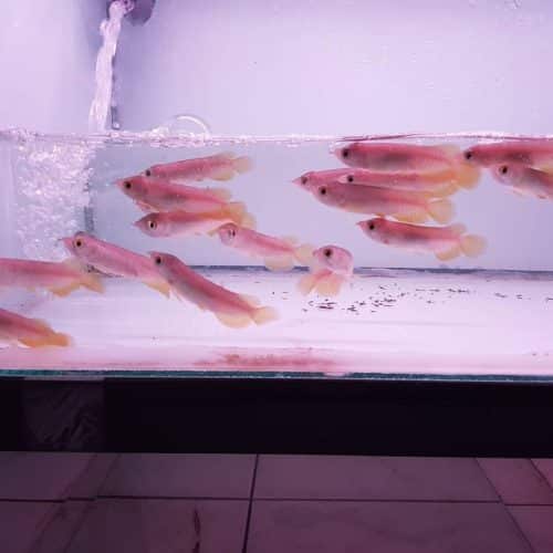 Banjar Red Arowana Fish For Sale In USA