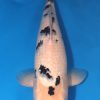 Bekko Koi For Sale Online: 20.08 inch
