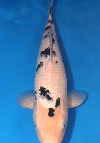 Bekko Koi For Sale Online: 20.08 inch