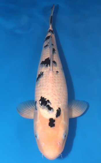 Bekko Koi 20.08 inch Bekko Koi For Sale Online: 20.08 inch