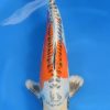 Beni Kikokuryu Koi 18.5 inch Beni Kikokuryu Koi 18.5 inch