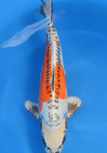 Beni Kikokuryu Koi 18.5 inch