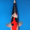 Beni Kumonryu Koi For Sale: 18.11 inch