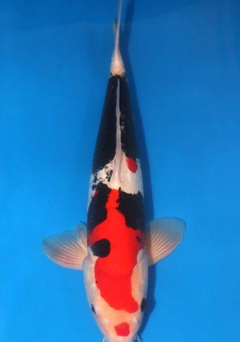 Beni Kumonryu Koi For Sale: 18.11 inch