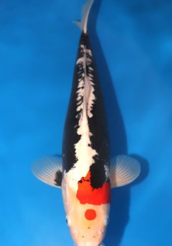 Beni Kumonryu Koi For Sale
