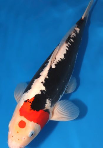Beni Kumonryu Koi For Sale