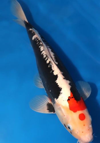 Alternative view of Beni Kumonryu Koi For Sale