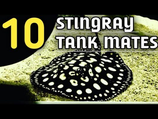 Black Diamond Stingray Tankmates & Compatibility: