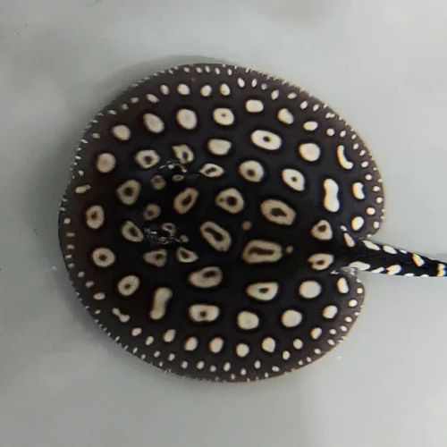 Black Diamond Stingray for sale (Potamotrygon leopoldi)