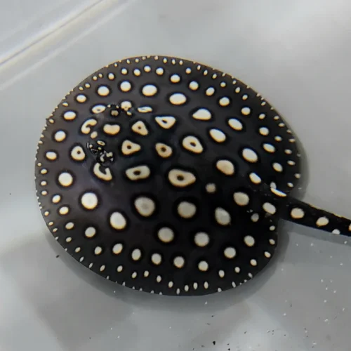 Black Diamond Stingray for sale (Potamotrygon leopoldi)