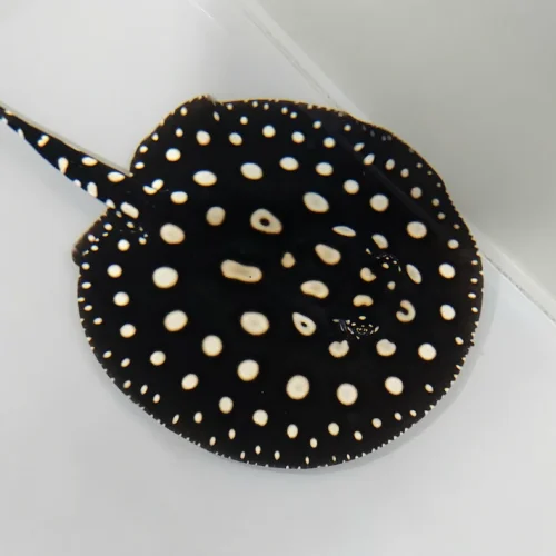 Black Diamond Stingray for sale (Potamotrygon leopoldi)