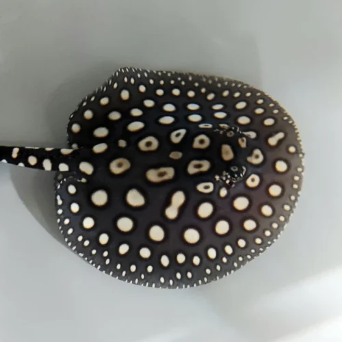 Black Diamond Stingray for sale (Potamotrygon leopoldi)