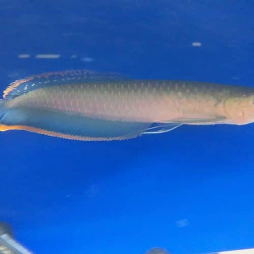 Blue Black Arowana Fish For Sale Online