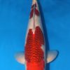 Aigoromo Koi Fish Budo Goromo koi For Sale Online