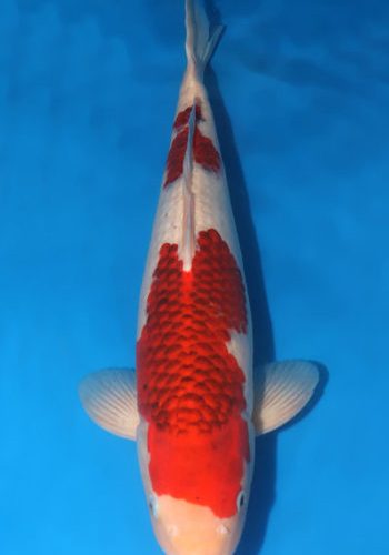 Budo Goromo koi For Sale Online