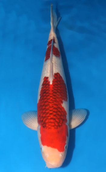 Aigoromo Koi Fish Budo Goromo koi For Sale Online